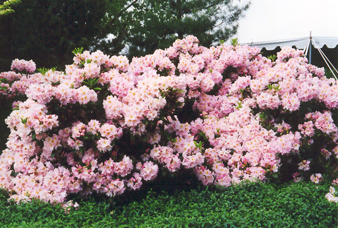 English Roseum Rhododendron (Rhododendron catawbiense 'English Roseum') at Plants Unlimited