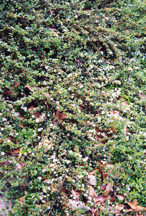 Spreading Cotoneaster (Cotoneaster divaricatus) at Plants Unlimited