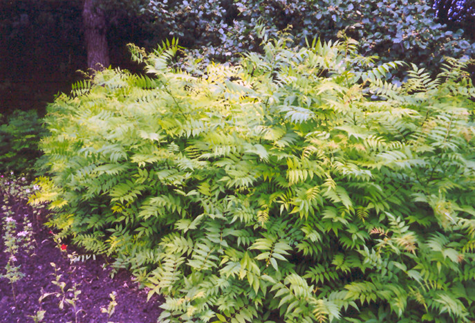 False Spirea (Sorbaria sorbifolia) at Plants Unlimited