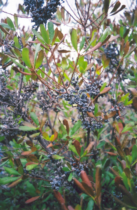Northern Bayberry (Myrica pensylvanica) at Plants Unlimited