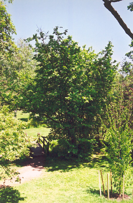 European Hazelnut (Corylus avellana) at Plants Unlimited