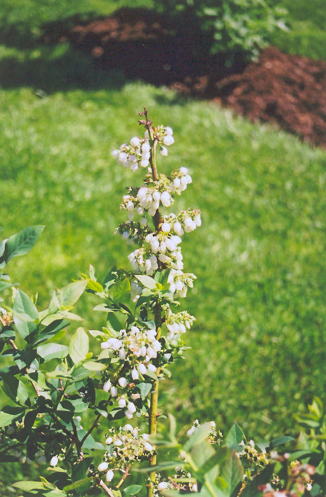 Elliott Blueberry (Vaccinium corymbosum 'Elliott') at Plants Unlimited