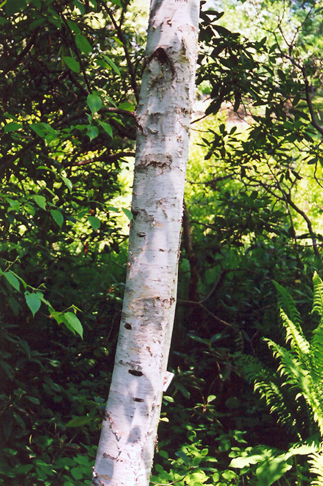 Whitespire Birch (Betula populifolia 'Whitespire') at Plants Unlimited