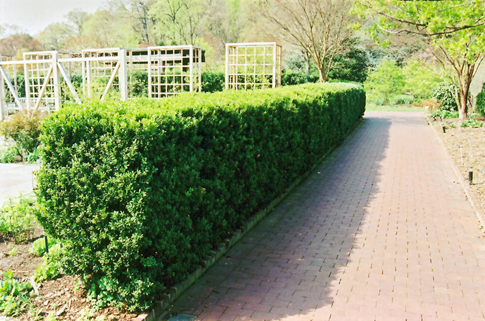 Common Boxwood (Buxus sempervirens) at Plants Unlimited