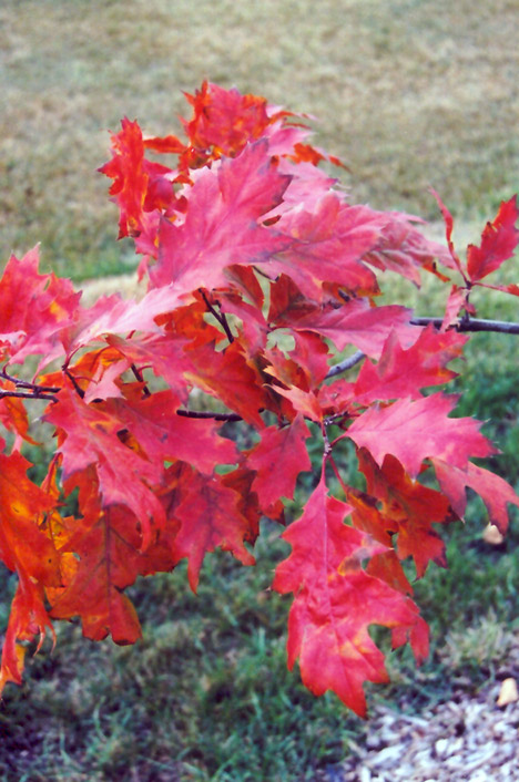 Red Oak (Quercus rubra) at Plants Unlimited