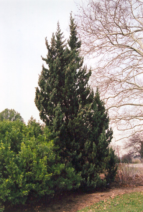 Robusta Juniper (Juniperus chinensis 'Robusta') at Plants Unlimited