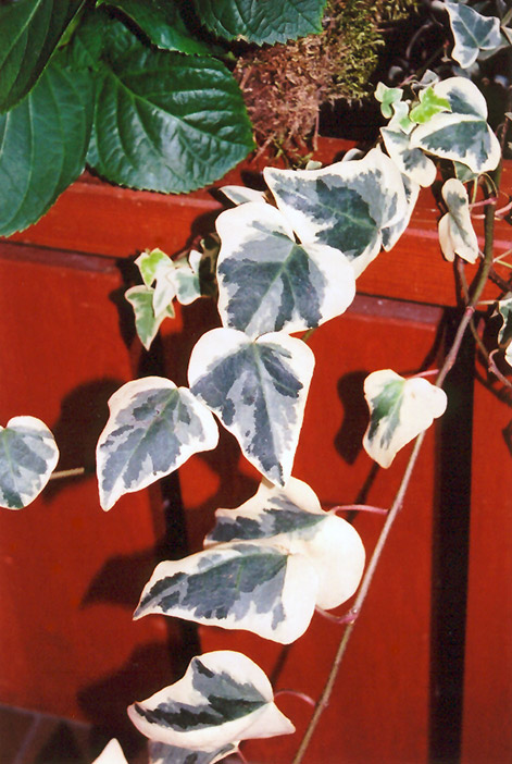 Variegated English Ivy (Hedera helix 'Variegata') at Plants Unlimited