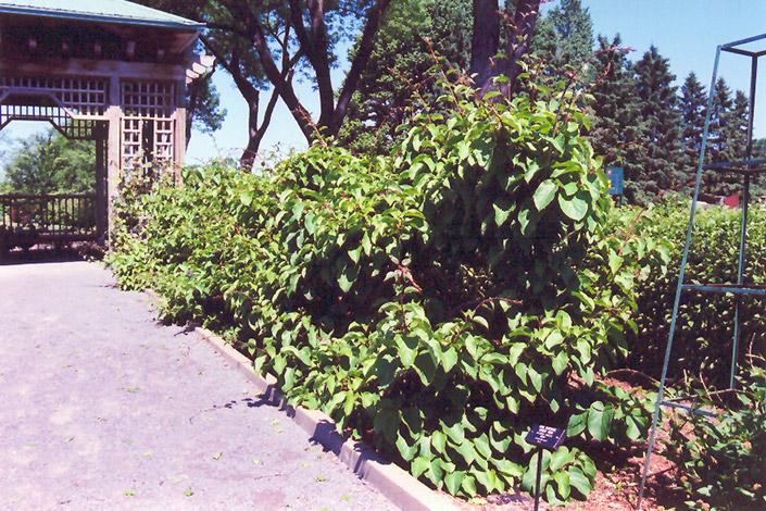 Issai Hardy Kiwi (Actinidia arguta 'Issai') at Plants Unlimited