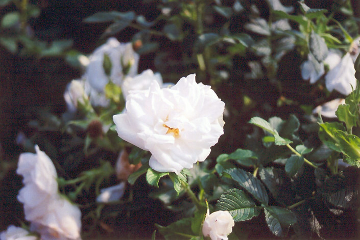 Blanc Double de Coubert Rose (Rosa 'Blanc Double de Coubert') at Plants Unlimited