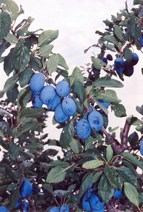 Damson Plum (Prunus 'Damson') at Plants Unlimited