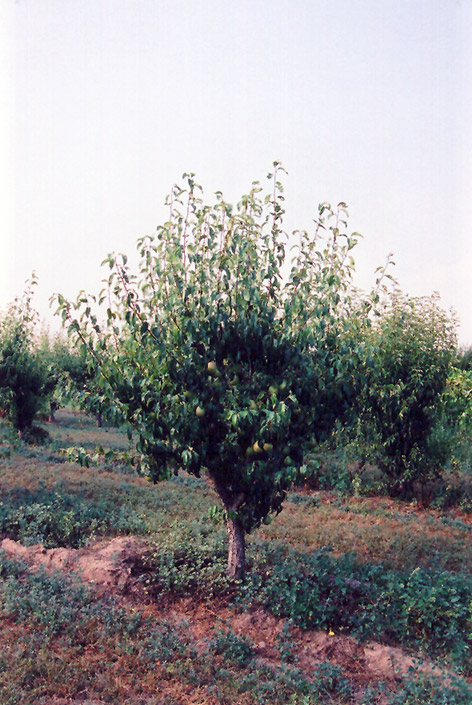 Anjou Pear (Pyrus communis 'Anjou') at Plants Unlimited