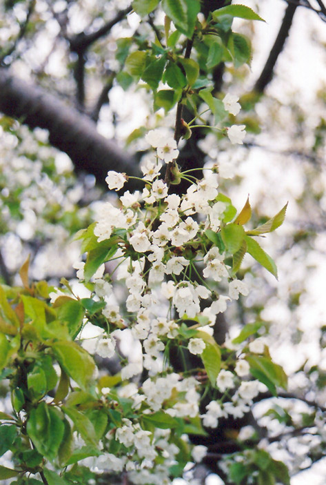 Sweet Cherry (Prunus avium) at Plants Unlimited