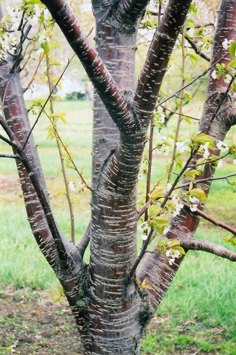 Sweet Cherry (Prunus avium) at Plants Unlimited