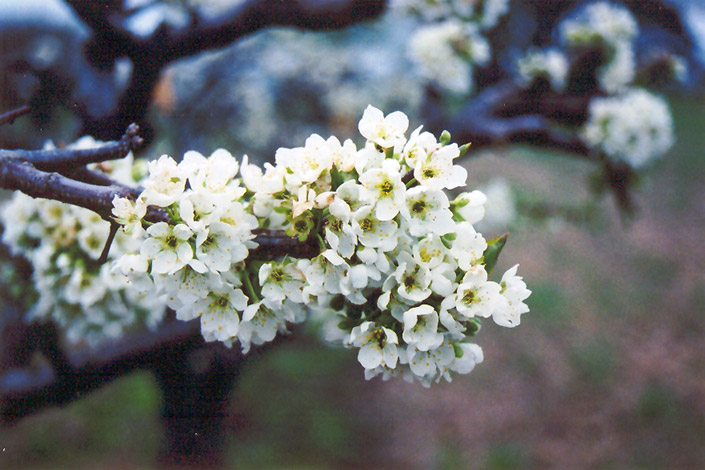 Burbank Plum (Prunus 'Burbank') at Plants Unlimited