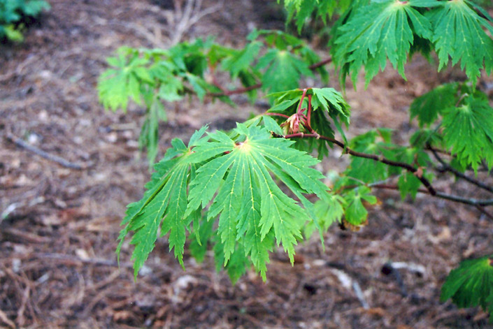 Fullmoon Maple (Acer japonicum) at Plants Unlimited