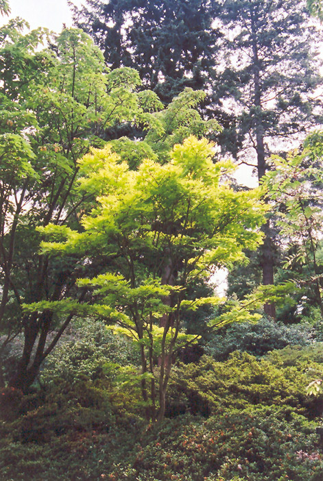 Golden Fullmoon Maple (Acer japonicum 'Aureum') at Plants Unlimited