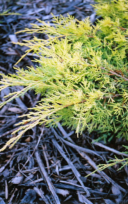 Gold Lace Juniper (Juniperus x media 'Gold Lace') at Plants Unlimited