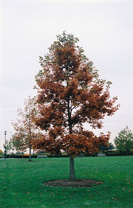 Swamp White Oak (Quercus bicolor) at Plants Unlimited