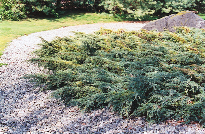 Holger Juniper (Juniperus squamata 'Holger') at Plants Unlimited