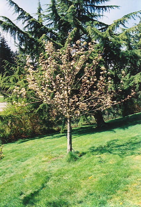 Stella Cherry (Prunus avium 'Stella') at Plants Unlimited