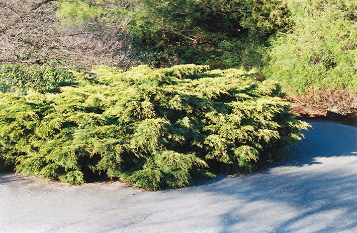 Pfitzer Juniper (Juniperus x media 'Pfitzeriana') at Plants Unlimited