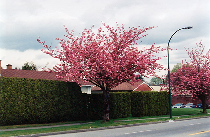 Kwanzan Flowering Cherry (Prunus serrulata 'Kwanzan') at Plants Unlimited