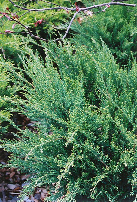 Sea Green Juniper (Juniperus chinensis 'Sea Green') at Plants Unlimited