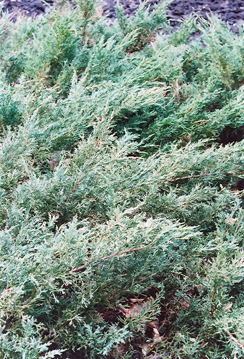 Blue Sargent Juniper (Juniperus chinensis 'var. sargentii Glauca') at Plants Unlimited