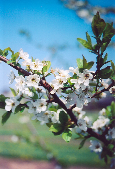 Shiro Plum (Prunus 'Shiro') at Plants Unlimited