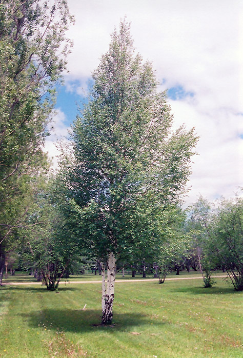 European Birch (Betula pendula) at Plants Unlimited