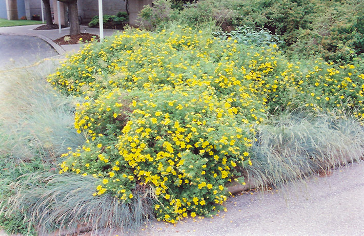 Goldfinger Potentilla (Potentilla fruticosa 'Goldfinger') at Plants Unlimited