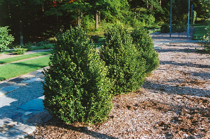Green Mountain Boxwood (Buxus 'Green Mountain') at Plants Unlimited