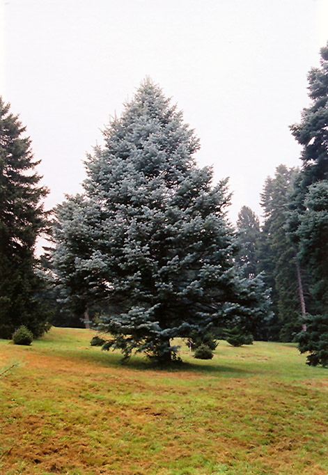 Candicans White Fir (Abies concolor 'Candicans') at Plants Unlimited