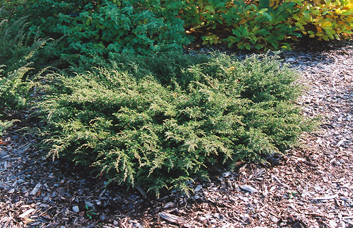 Repanda Juniper (Juniperus communis 'Repanda') at Plants Unlimited