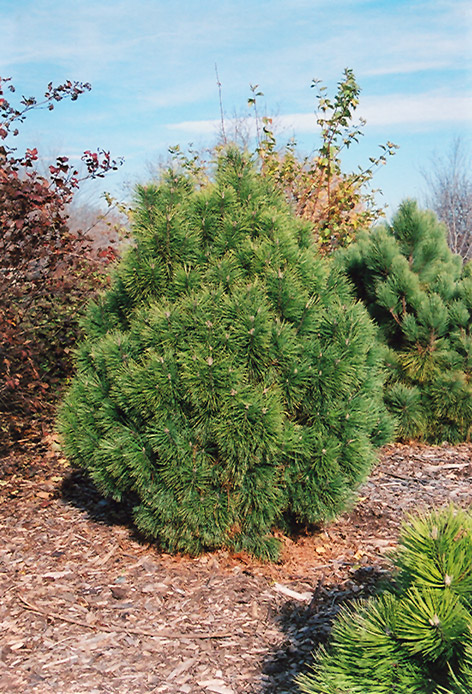 Big Tuna Mugo Pine (Pinus mugo 'Big Tuna') at Plants Unlimited