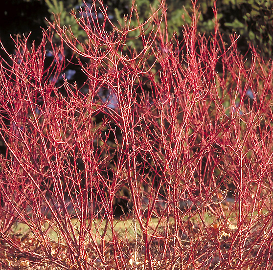 Isanti Dogwood (Cornus sericea 'Isanti') at Plants Unlimited