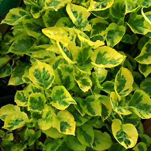 Miranda Hydrangea (Hydrangea macrophylla 'Miranda') at Plants Unlimited