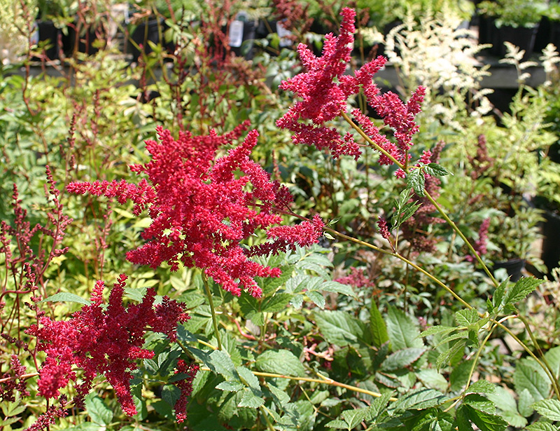 Glow Astilbe (Astilbe x arendsii 'Glow') at Plants Unlimited