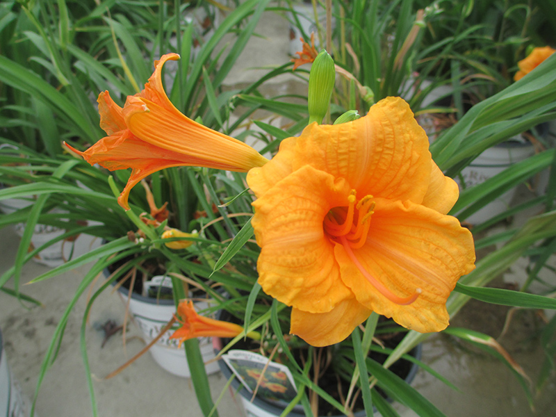 Endlesslily Orange Daylily (Hemerocallis 'DHEMORANGE') at Plants Unlimited