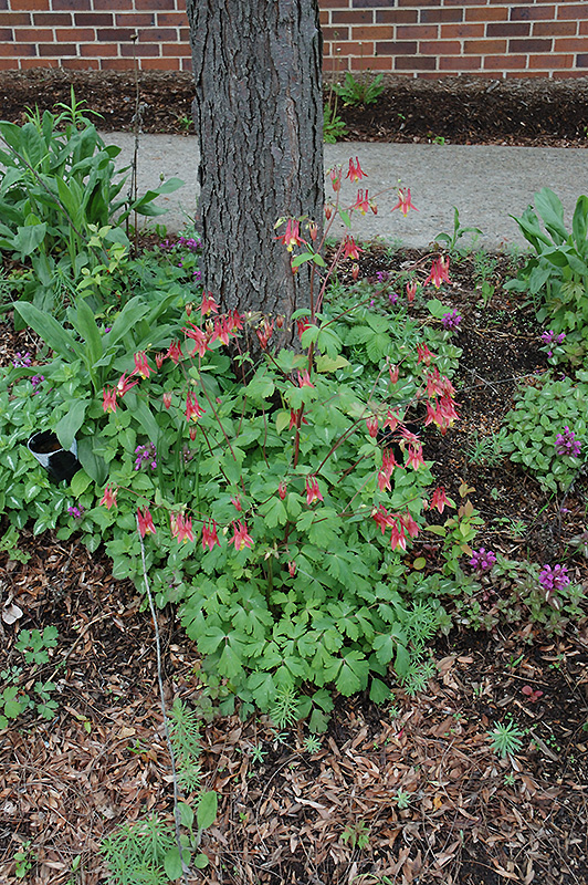 Wild Red Columbine (Aquilegia canadensis) at Plants Unlimited