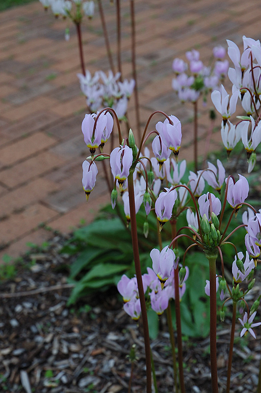 Shooting Star (Dodecatheon meadia) at Plants Unlimited