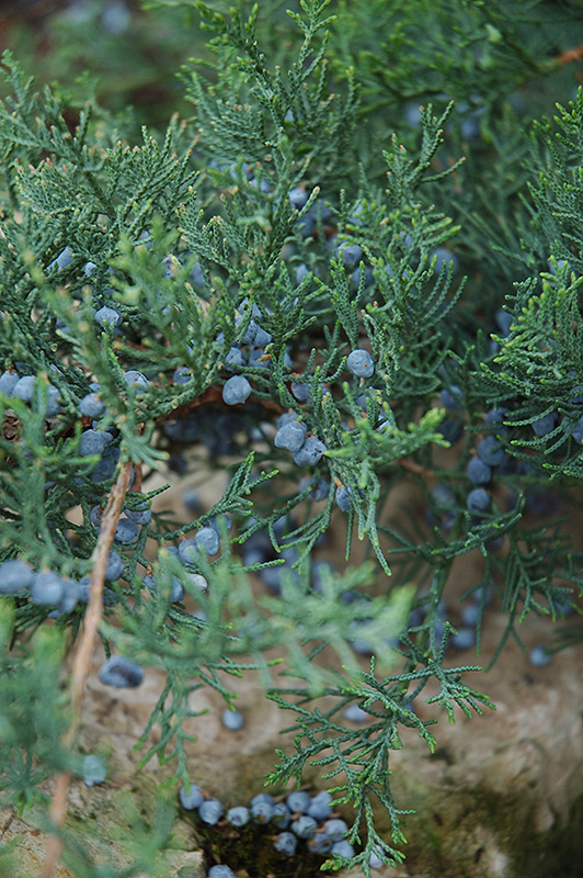 Grey Owl Redcedar (Juniperus virginiana 'Grey Owl') at Plants Unlimited