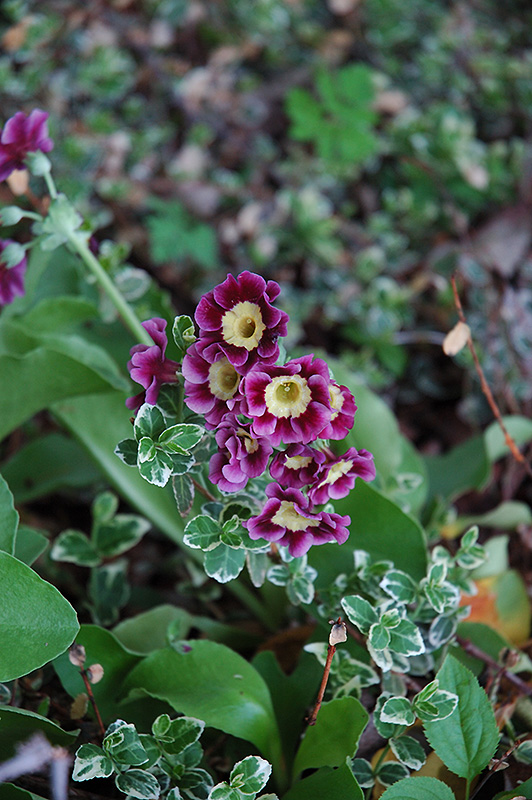 Siebold Primrose (Primula x auricula 'Sieboldii') at Plants Unlimited