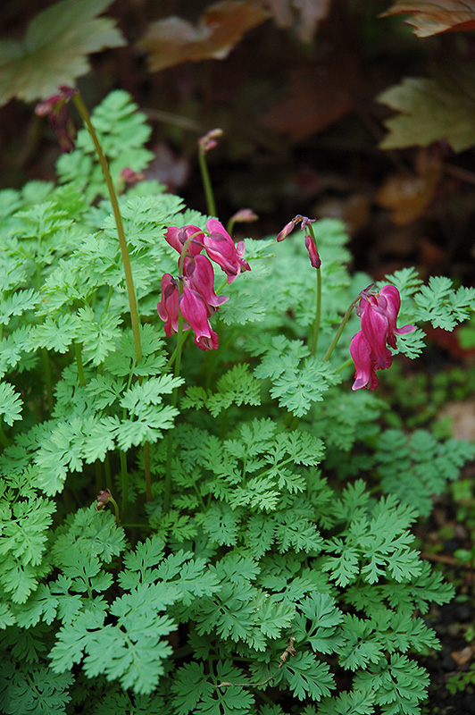 King of Hearts Bleeding Heart (Dicentra 'King of Hearts') at Plants Unlimited