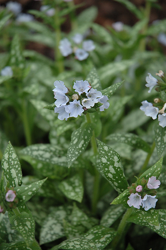 Opal Lungwort (Pulmonaria 'Opal') at Plants Unlimited