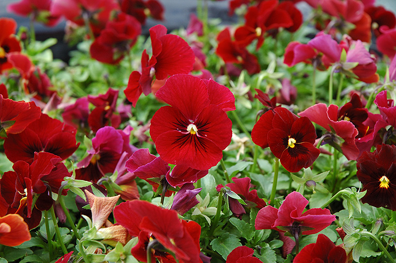 Penny Red Pansy (Viola cornuta 'Penny Red') at Plants Unlimited