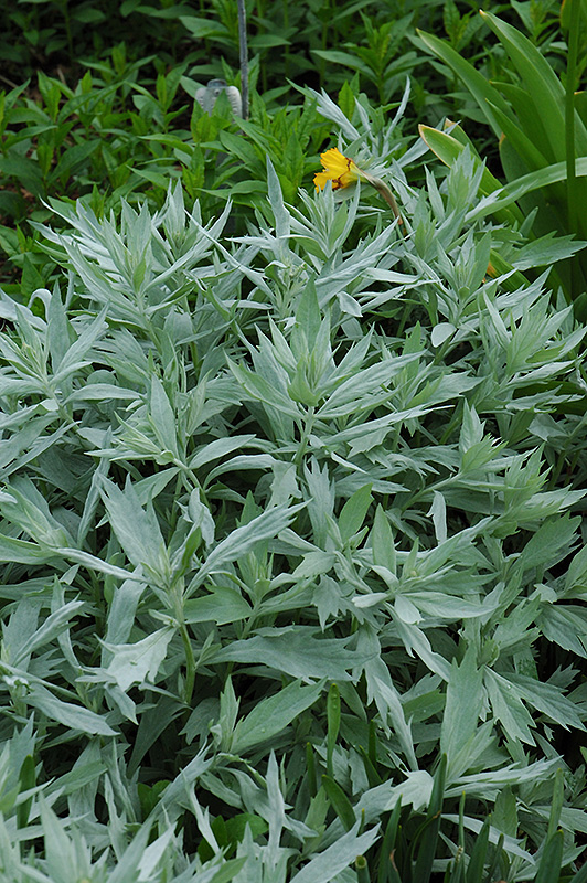 Valerie Finnis Artemesia (Artemisia ludoviciana 'Valerie Finnis') at Plants Unlimited