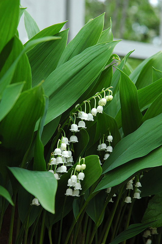 Lily-Of-The-Valley (Convallaria majalis) at Plants Unlimited