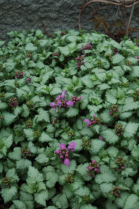 Red Nancy Spotted Dead Nettle (Lamium maculatum 'Red Nancy') at Plants Unlimited