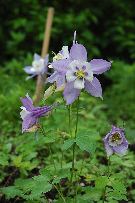 Swan Blue and White Columbine (Aquilegia 'Swan Blue and White') at Plants Unlimited
